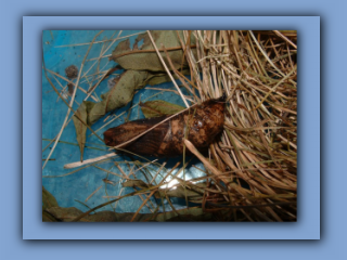 Elephant Hawk Moth. In September 2004 2_Prv.jpg